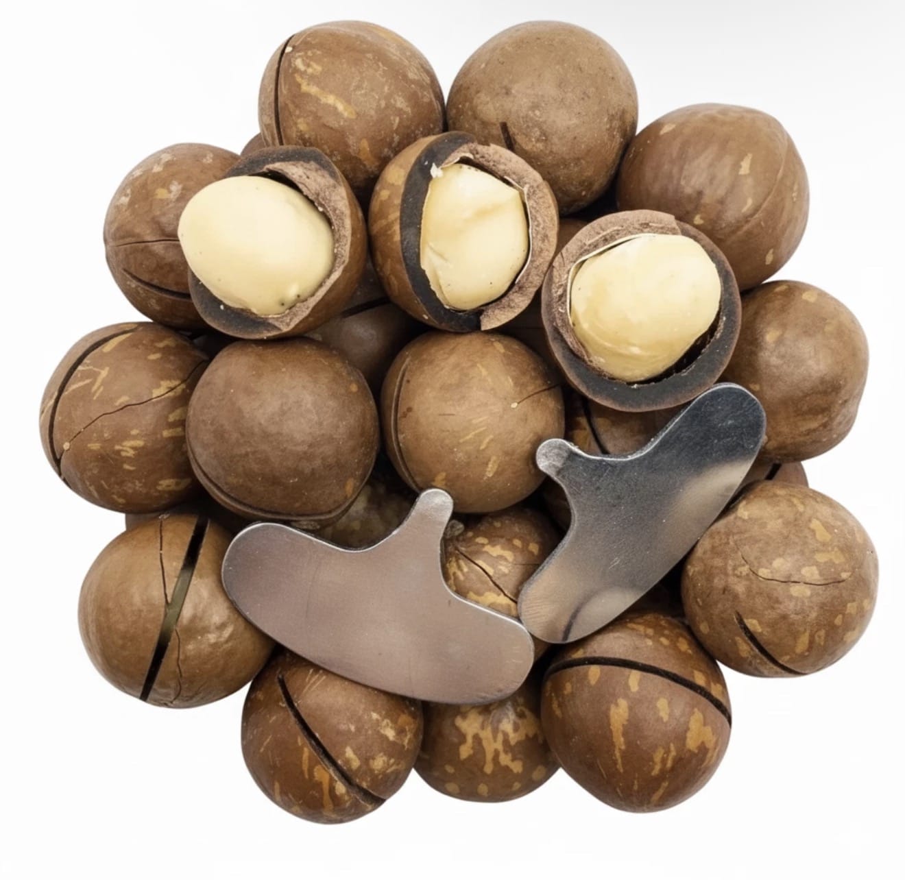 TANHO Nuts & Seeds Macadamia Nuts in Shell – 500g Macadamia Nuts in Shell 500g | Buy Online UK